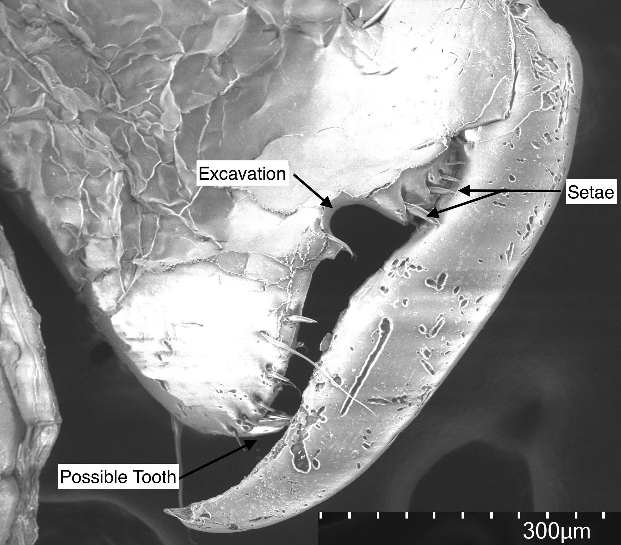 figure image